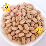 โคเชอร์ฮาลาลเคลือบ เผาเอดามเม้สีเหลืองรส